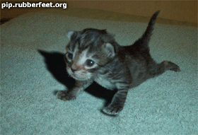 un chat qui s'entraine.